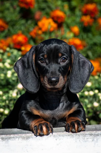 Çok Güzel Siyah Bir Köpek Yavrusunun Portresi Doğruca Kameraya Bakıyor — Stok fotoğraf