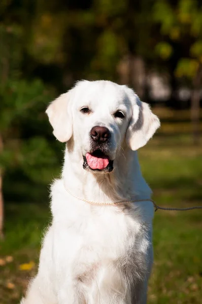 一个非常漂亮的 白色的狗的肖像照片 它坐在那里 直视着摄像机 在公园里很冷 — 图库照片