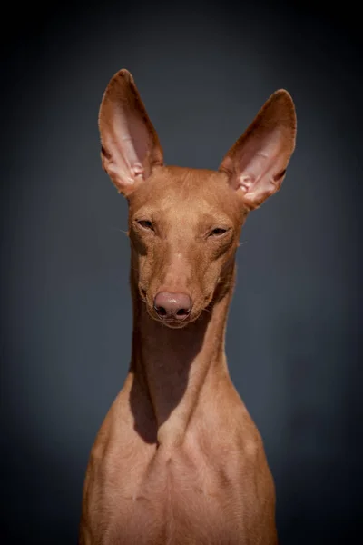 Uma Foto Retrato Cão Marrom Muito Bonito Com Orelhas Grandes — Fotografia de Stock