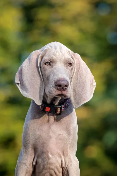 Parkta Oturan Çok Güzel Kürklü Bir Köpeğin Portresi — Stok fotoğraf