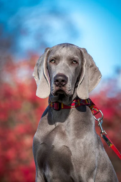 一只非常漂亮的狗的肖像照片 它的毛色非常有趣的灰色 — 图库照片