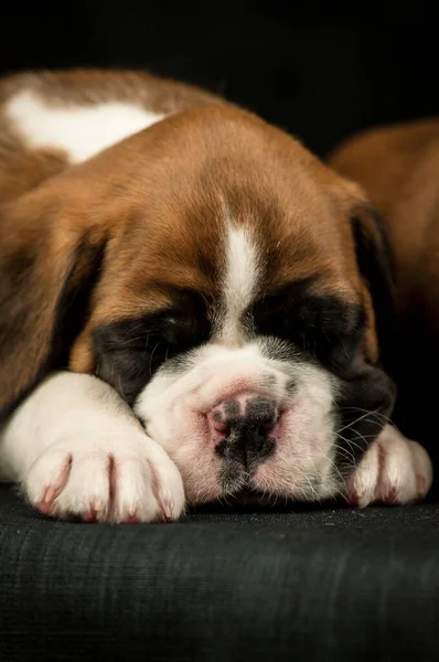 非常にかわいい子犬の肖像写真 その写真撮影中に眠りに落ちないようにしようとします — ストック写真