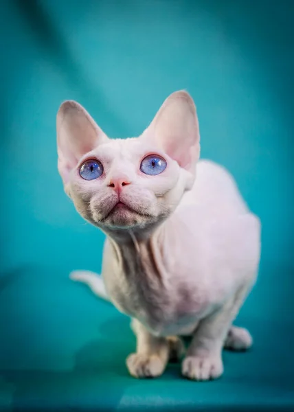 Söt Sphynx Katt Bara Sitter Med Intresse Tittar Kameran Och — Stockfoto