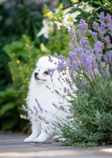 Joli Chien Blanc Promenant Dans Parc Décidé Cacher Derrière Belles — Photo