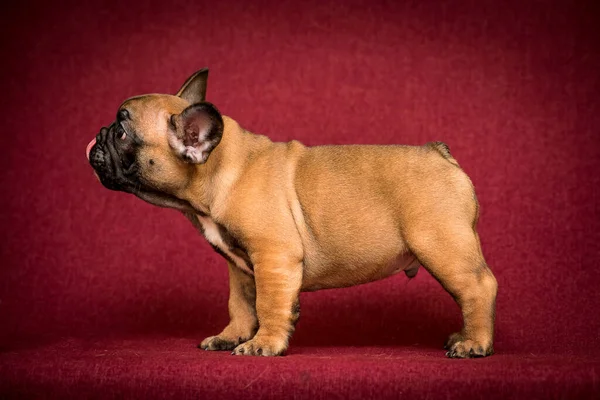 Uma Foto Perfil Filhote Cachorro Marrom Bonito Sentado Posando Para — Fotografia de Stock