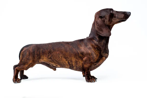Profil Foto Vacker Brun Hund Stående Den Vita Bakgrunden — Stockfoto