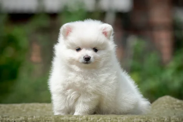 Snowy White Puppy Posing Photo Park Morning Walk — Stock Photo, Image