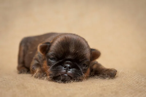 小さくてかわいい子犬の睡眠と素敵な何かについての夢 — ストック写真