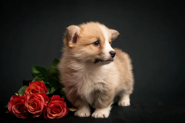 Een Piepklein Heel Mooi Hondje Poserend Voor Foto Met Enkele — Stockfoto