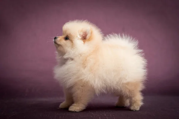 Cachorrinho Minúsculo Muito Bonito Tentando Posar Para Fotos Com Fundo — Fotografia de Stock