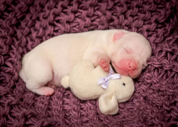 紫の毛布の上で寝ている小さな子犬とそのお気に入りのウサギのおもちゃ — ストック写真