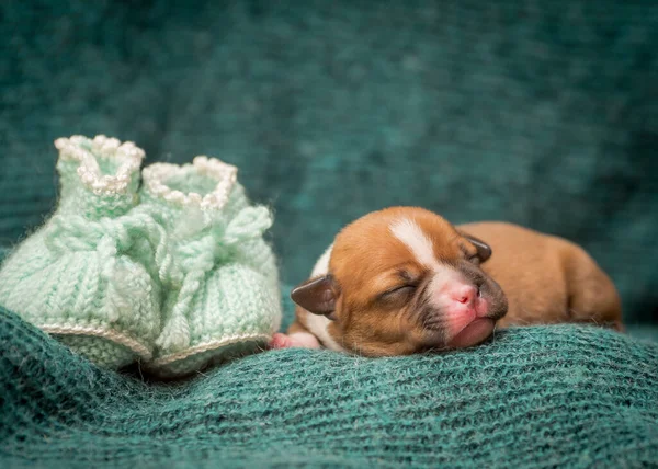 隣に可愛い靴を履いた青い毛布の上で寝ている子犬 — ストック写真