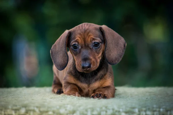 Büyük Kulakları Olan Küçük Bir Köpek Yavrusu Parkta Oturuyor Poz — Stok fotoğraf