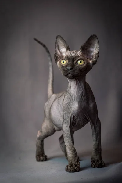 Bardzo Piękny Czarny Sphynx Kotek Całkiem Profesjonalnie Pozowanie Zdjęć — Zdjęcie stockowe