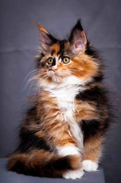 Gato Muy Hermoso Con Color Muy Interesante Piel Grandes Ojos —  Fotos de Stock