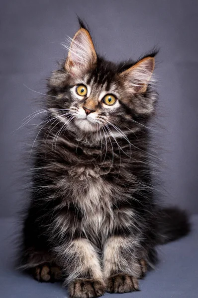 Gato Muy Bonito Con Interesante Color Gris Piel Grandes Ojos —  Fotos de Stock