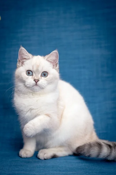 Een Heel Mooie Witte Kat Die Net Camera Kijkt Professioneel — Stockfoto