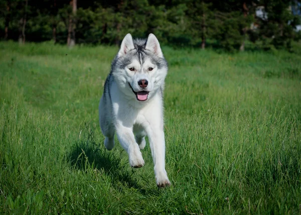 Very Cute Happy Looking Husky Running Very Fast Field — Stock Photo, Image
