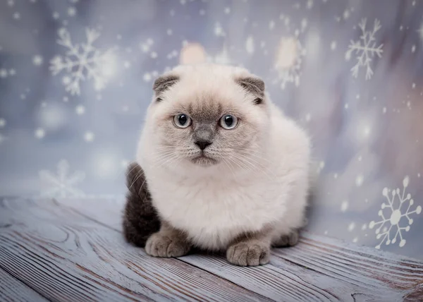 Chat Très Mignon Avec Une Belle Fourrure Assise Regardant Attentivement — Photo