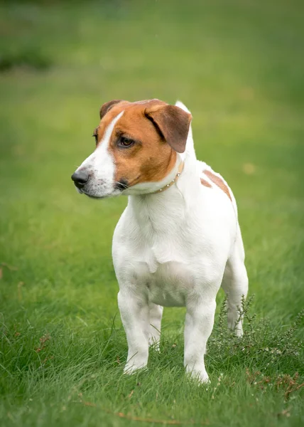 Cachorrinho Muito Bonito Sentado Campo Olhando Atenciosamente Algum Lugar — Fotografia de Stock