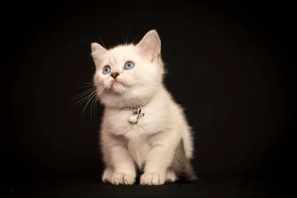 Seekor Kucing Yang Sangat Lucu Yang Memakai Mutiara Putih Kecil — Stok Foto