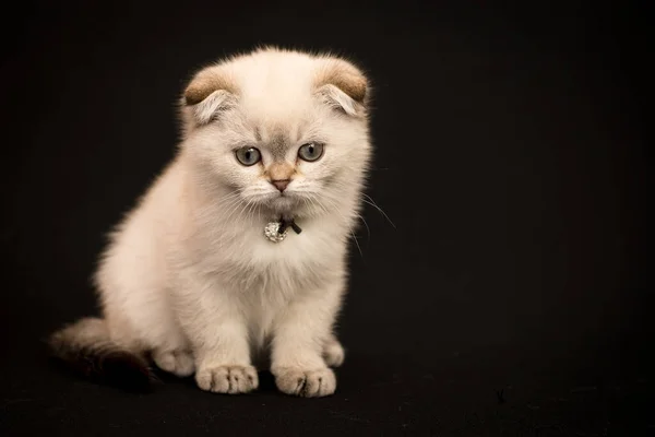 Seekor Kucing Yang Sangat Lucu Yang Memakai Busur Hitam Kecil — Stok Foto