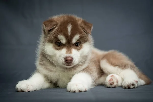 Ένα Πολύ Χαριτωμένο Μικρό Husky Κουτάβι Όμορφη Γούνα Θέτει Για — Φωτογραφία Αρχείου