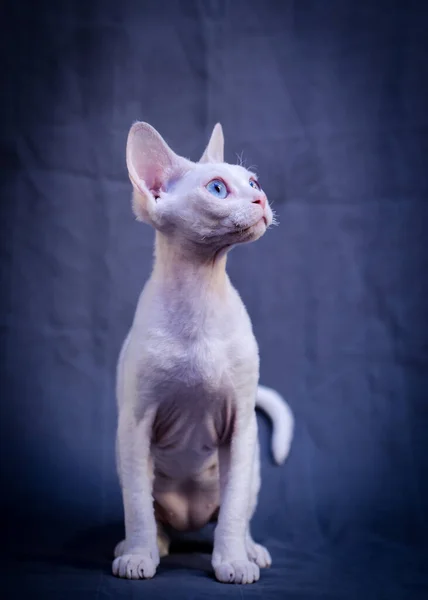 Bardzo Ładny Kot Sphynx Pozowanie Zdjęć Ciemnoniebieskim Tle — Zdjęcie stockowe