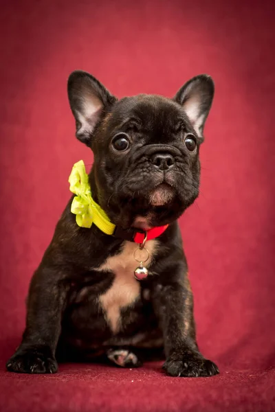 とてもかわいいです 素敵な着てぽっちゃり子犬 首に黄色の弓と写真のポーズ — ストック写真