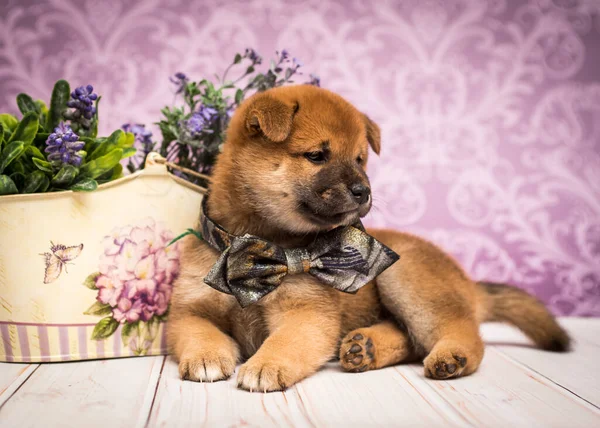 一只毛茸茸的可爱小狗坐着摆姿势拍照 看着远处的相机 脖子上戴着一个漂亮的蝴蝶结 — 图库照片