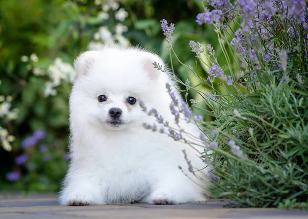 Ein Sehr Schöner Und Schöner Weißer Hund Liegt Park Genießt — Stockfoto