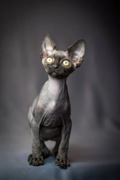 Eine Sehr Hübsche Sphynx Katze Blickt Nachdenklich Die Kamera Während — Stockfoto