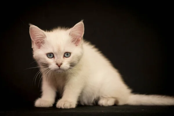 Seekor Kucing Putih Dan Cantik Dengan Minat Melihat Langsung Kamera — Stok Foto