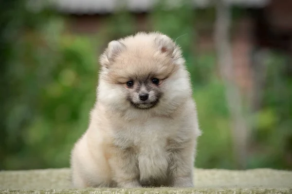 公園に座って笑っている 非常に美しく 毛皮の子犬 — ストック写真