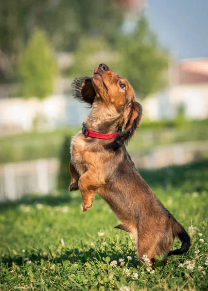 Extremely Beautiful Puppy Playing Jumping Field Just Enjoying Nature — Stock Photo, Image