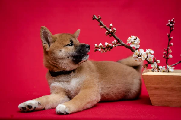 非常にかわいい犬は いくつかの桜の花の香りと赤い背景と写真のポーズ — ストック写真