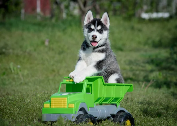 非常にかわいい子犬はおもちゃの車を運転し 笑顔と舌を突き出します — ストック写真