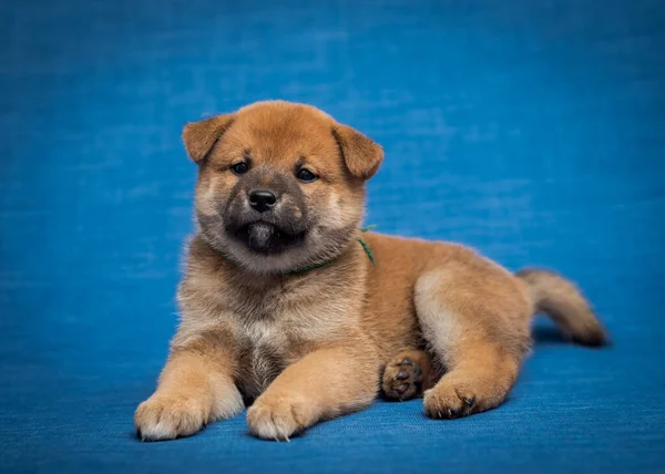 青を背景に写真を誇らしげに配置し ポーズをとる非常にふわふわの犬 — ストック写真