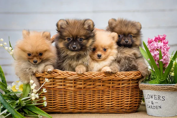 Four extremely cute puppies sitting in the basket with some lovely flowers next to them
