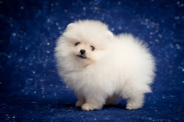 Solo Cachorro Pequeño Muy Peludo Tratando Posar Para Las Fotos —  Fotos de Stock