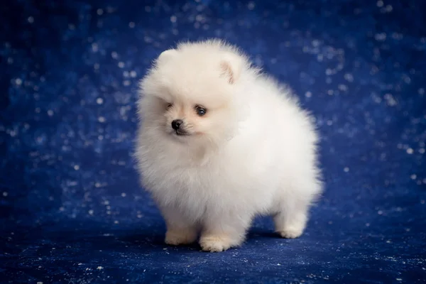 Solo Cachorro Pequeño Muy Peludo Tratando Posar Para Las Fotos —  Fotos de Stock