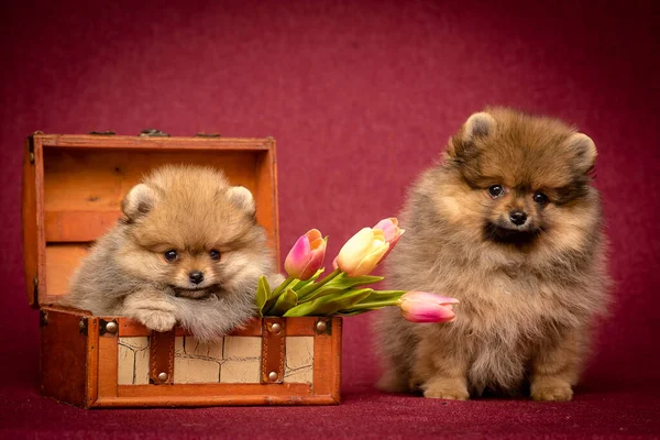 Two beautiful dogs posing for the photos, one of them sitting in the box with tulips and another just sitting next to it