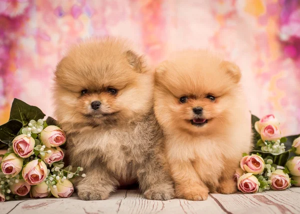 Dois Filhotes Peludos Bonitos Sentados Com Algumas Flores Lado Deles — Fotografia de Stock