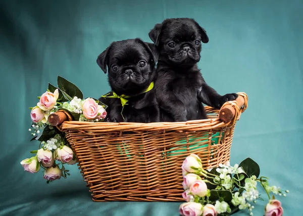 Dois Cachorros Extremamente Bonitos Sentados Cesta Com Algumas Flores Brancas — Fotografia de Stock