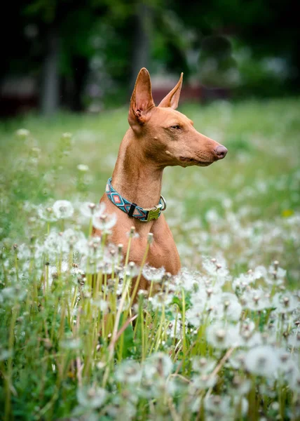 Nagyon Aranyos Kutya Nagy Fülekkel Szép Gallérral Pitypangok Mezején Arra — Stock Fotó