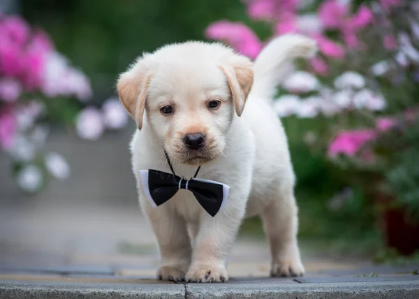 Muy Lindo Cachorro Con Corbata Negra Cuello Caminando Parque Entre — Foto de Stock