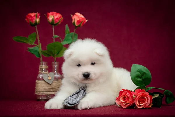 Very Furry Puppy Laying Posing Photo Some Beautiful Red Roses — Stock Photo, Image