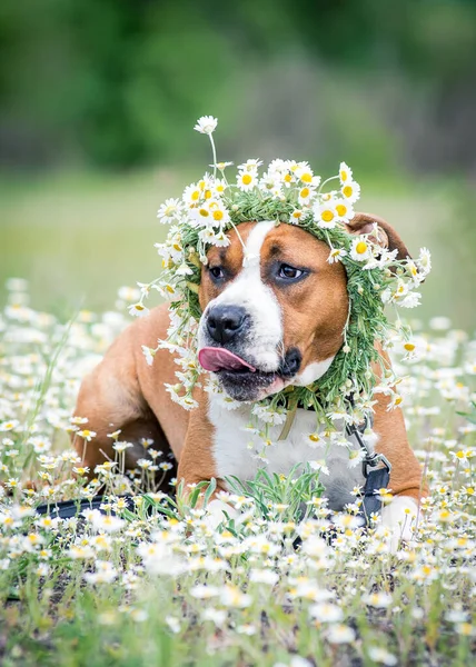 With the wreath made of daisy flowers, an extremely cute dog sitting in the field and enjoying nature (American staffordshire terrier)