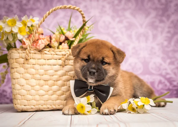 Krásný Pes Leží Pěknou Černou Mašlí Krku Nějaké Žluté Květy Royalty Free Stock Obrázky