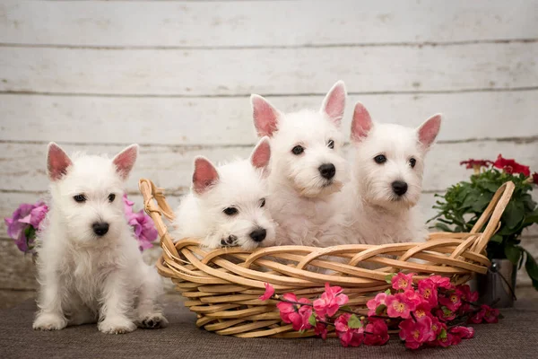 Quatro Lindos Cachorros Brancos Posando Para Fotos Três Deles Sentados Imagens Royalty-Free
